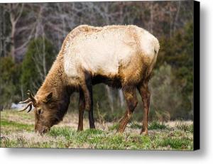 Spring Elk